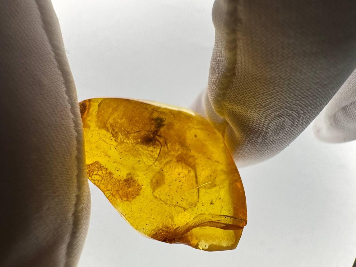 Baltic Amber with Ant Inclusion, Golden Honey, 2.1g