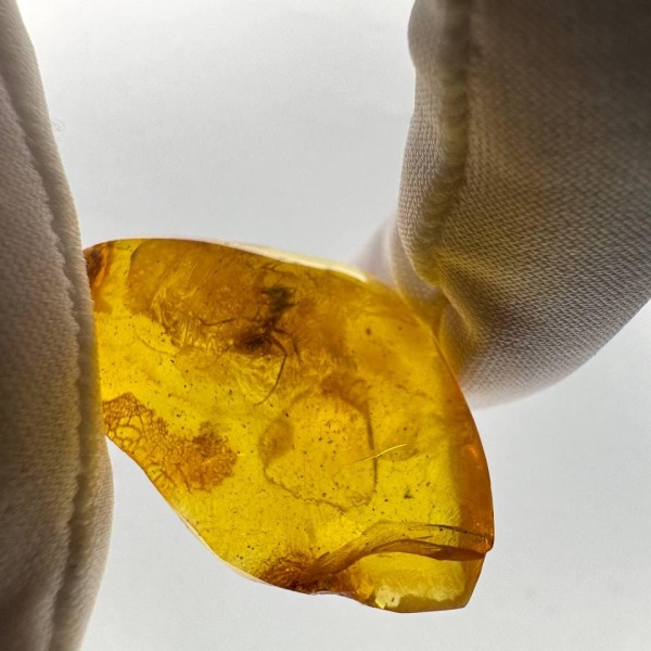 Baltic Amber with Ant Inclusion, Golden Honey, 2.1g