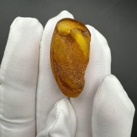 Baltic Amber with Gnat Inclusion, Honey Specimen, 3.4g