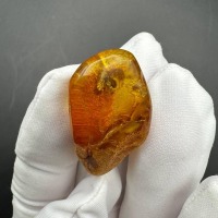 Baltic Amber with Gnat Inclusion, Honey Specimen, 3.4g