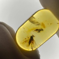 Baltic Amber Stone with Two Insect Inclusions, 19g