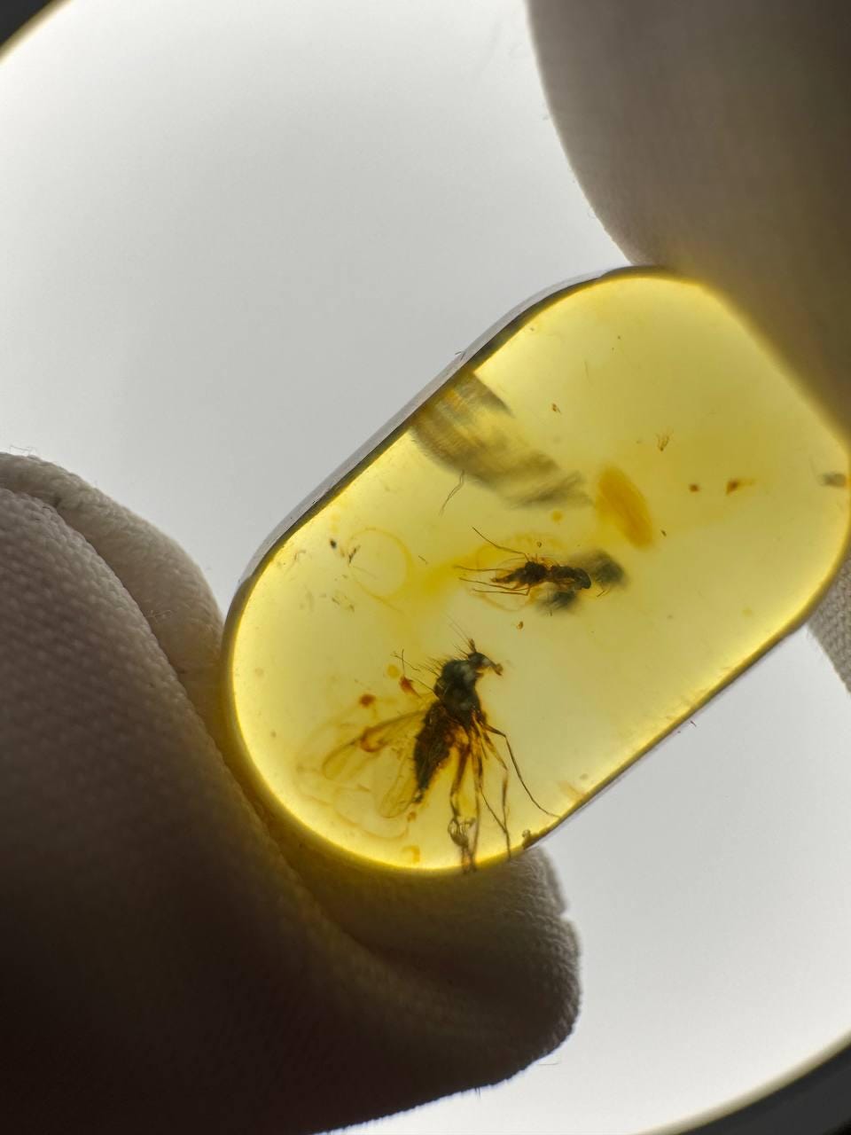 Baltic Amber Stone with Two Insect Inclusions, 19g