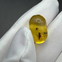 Baltic Amber Stone with Two Insect Inclusions, 19g