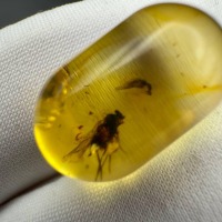 Baltic Amber Stone with Two Insect Inclusions, 19g