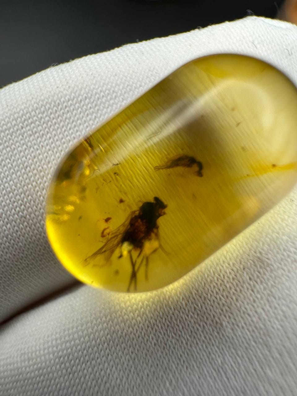 Baltic Amber Stone with Two Insect Inclusions, 19g