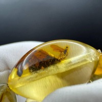 Honey Yellow Baltic Amber Bracelet with Insect Bead, 15g
