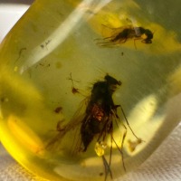 Baltic Amber Stone with Two Insect Inclusions, 19g