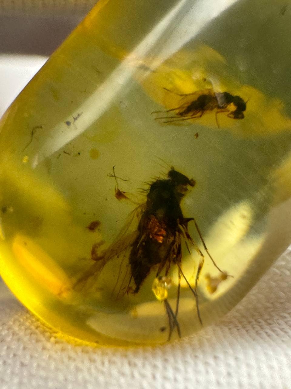 Baltic Amber Stone with Two Insect Inclusions, 19g
