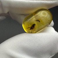 Baltic Amber Stone with Two Insect Inclusions, 19g