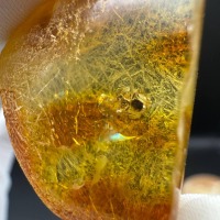 Baltic Amber with Ancient Ant Inclusion, 2.5g