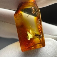 il_fullxfull.7029458762_2vd5.jpg Baltic Amber with Ant Inclusion, Polished Specimen, 1.2g
