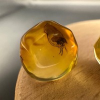 Baltic Amber Spheres with Insect Inclusions, 12mm Set