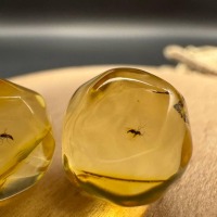 Baltic Amber Spheres with Insect Inclusions, 12mm Set
