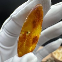 Baltic Amber with Ancient Ant Inclusion, 2.5g