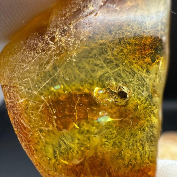 Baltic Amber with Ancient Ant Inclusion, 2.5g
