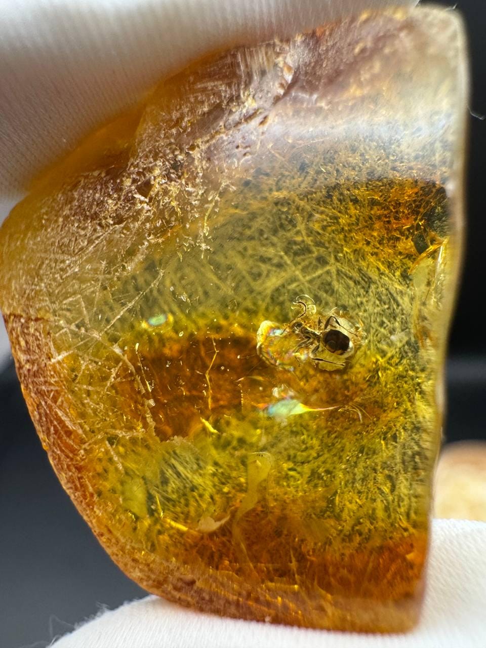 Baltic Amber with Ancient Ant Inclusion, 2.5g