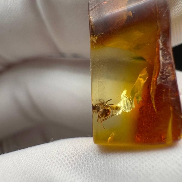 Baltic Amber with Ant Inclusion, Polished Specimen, 1.2g