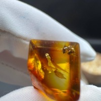 il_fullxfull.7077434995_5s63.jpg Baltic Amber with Ant Inclusion, Polished Specimen, 1.2g