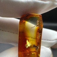 il_fullxfull.7077435005_oqih.jpg Baltic Amber with Ant Inclusion, Polished Specimen, 1.2g
