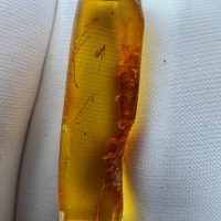 Baltic Amber with Gnat Inclusion, Golden Specimen, 1.3g