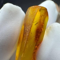 Baltic Amber with Gnat Inclusion, Golden Specimen, 1.3g
