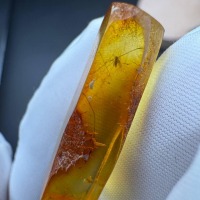 Baltic Amber with Gnat Inclusion, Golden Specimen, 1.3g