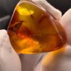 Baltic Amber with Insect Inclusion: Fossilized Honey-Yellow Gemstone