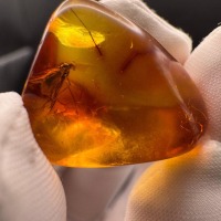 Baltic Amber with Insect Inclusion, Honey Yellow Specimen, 3g