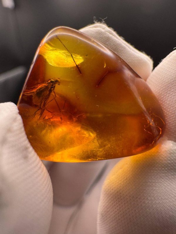 Baltic Amber with Insect Inclusion: Fossilized Honey-Yellow Gemstone
