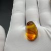Baltic Amber with Insect Inclusion: Fossilized Honey-Yellow Gemstone