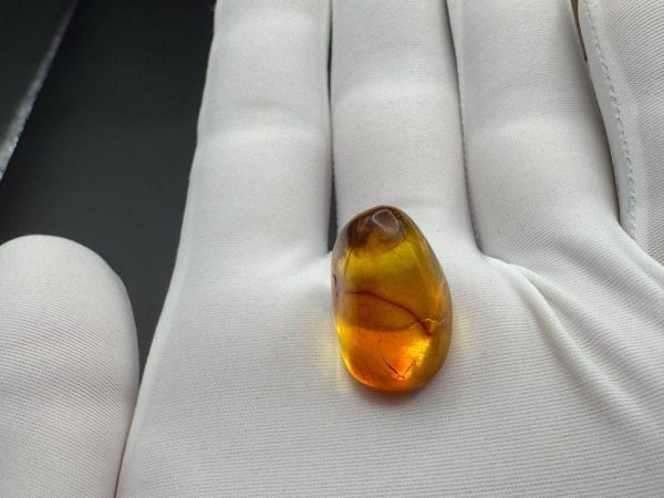Baltic Amber with Insect Inclusion: Fossilized Honey-Yellow Gemstone