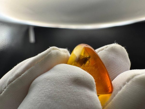 Rare Caddisfly Inclusion Amber Cabochon: Fossilized Insect Gemstone