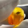 Rare Caddisfly Inclusion Amber Cabochon: Fossilized Insect Gemstone