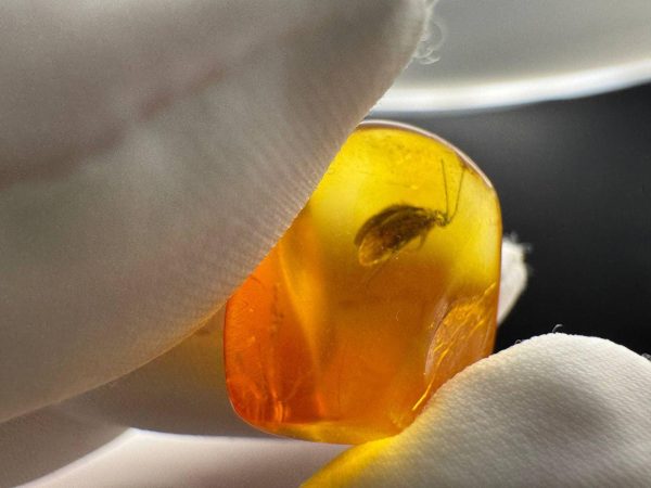 Rare Caddisfly Inclusion Amber Cabochon: Fossilized Insect Gemstone