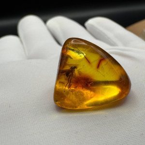 Baltic Amber with Insect Inclusion: Fossilized Honey-Yellow Gemstone