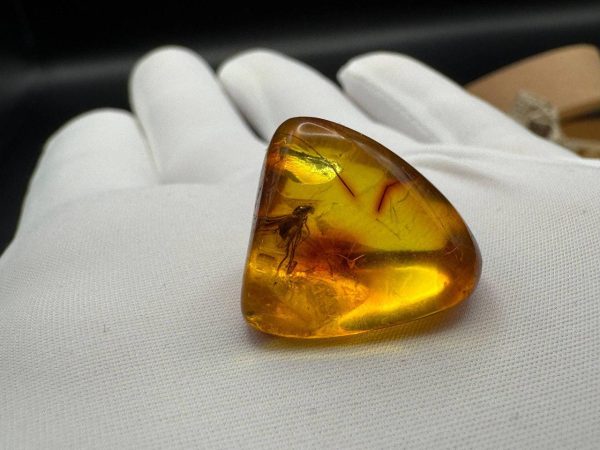 Baltic Amber with Insect Inclusion: Fossilized Honey-Yellow Gemstone