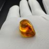 Baltic Amber with Insect Inclusion: Fossilized Honey-Yellow Gemstone