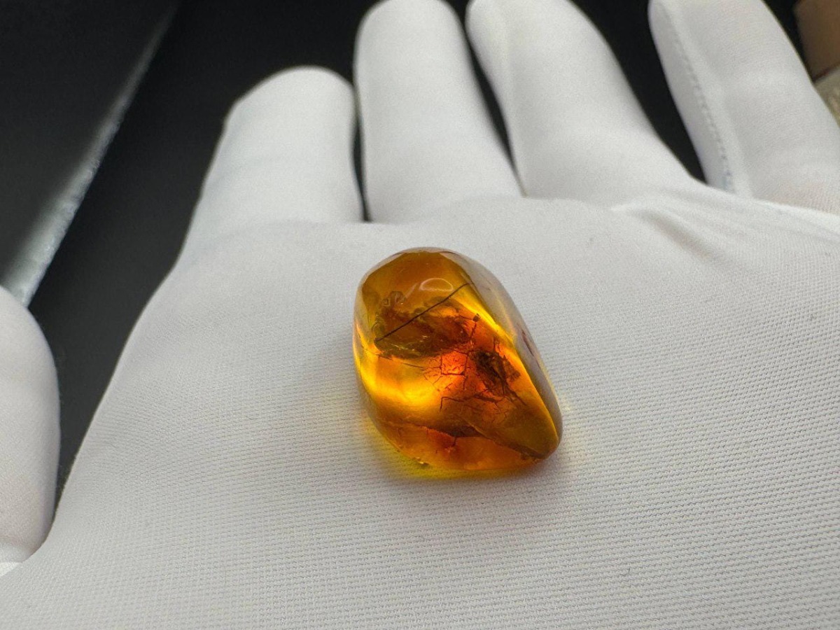 Baltic Amber with Insect Inclusion, Honey Yellow Specimen, 3g