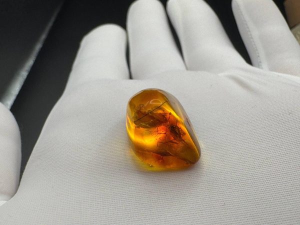 Baltic Amber with Insect Inclusion: Fossilized Honey-Yellow Gemstone