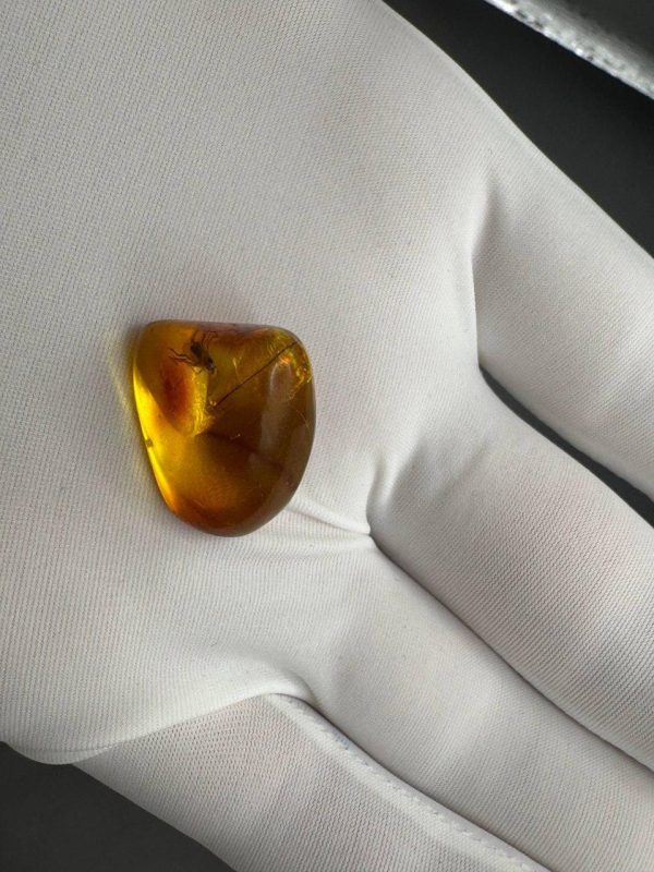 Baltic Amber with Insect Inclusion: Fossilized Honey-Yellow Gemstone