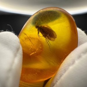 Rare Caddisfly Inclusion Amber Cabochon: Fossilized Insect Gemstone