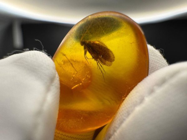 Rare Caddisfly Inclusion Amber Cabochon: Fossilized Insect Gemstone