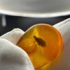 Rare Caddisfly Inclusion Amber Cabochon: Fossilized Insect Gemstone