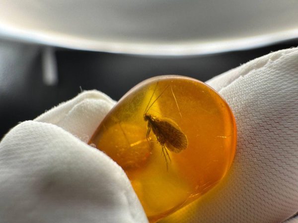 Rare Caddisfly Inclusion Amber Cabochon: Fossilized Insect Gemstone