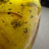 Large Baltic Amber with Insects: Spiders & Ant Fossil Inclusion
