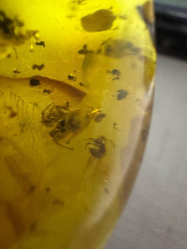 Large Baltic Amber with Insects: Spiders & Ant Fossil Inclusion