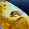 Large Baltic Amber with Insects: Spiders & Ant Fossil Inclusion