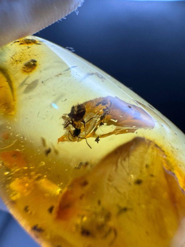 Large Baltic Amber with Insects: Spiders & Ant Fossil Inclusion