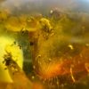 Large Baltic Amber with Insects: Spiders & Ant Fossil Inclusion