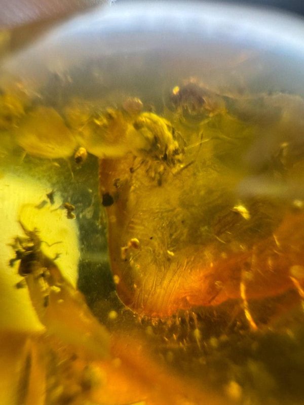 Large Baltic Amber with Insects: Spiders & Ant Fossil Inclusion
